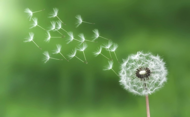 You are currently viewing Weeds