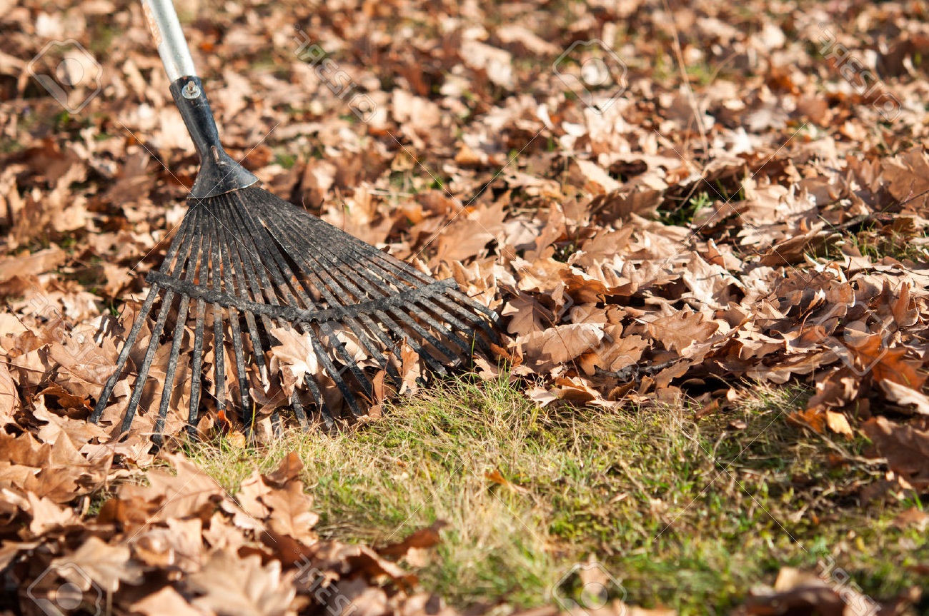You are currently viewing Fall Leaf & Garden Clean Up
